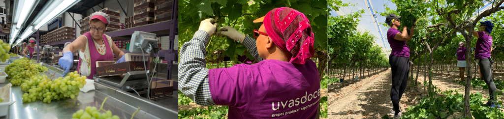 Uvasdoce Fresh